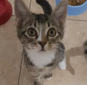 cat for adoption short haired breed