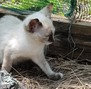 Siamese cat kitten for adoption