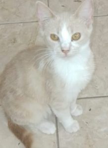 This cats name is Creamy, female cat around 7 months in 2023, looking for adoption cat kitten