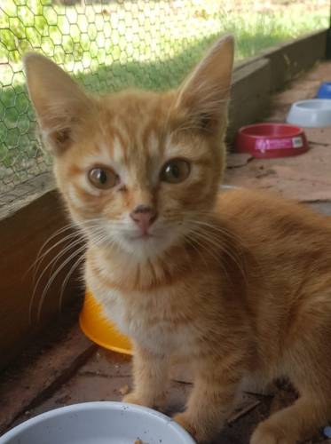 Abandoned kitten looking for adoption