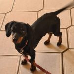 zac the sausage dog now adopted