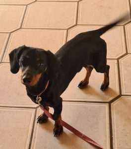 zac the sausage dog now adopted