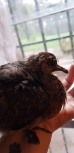 Baby Pidgeon